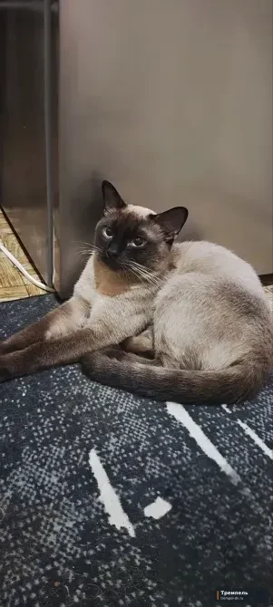 Продам сиамских котят