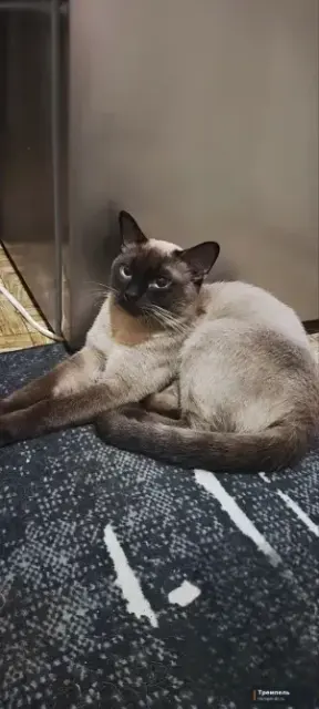 Продам сиамских котят